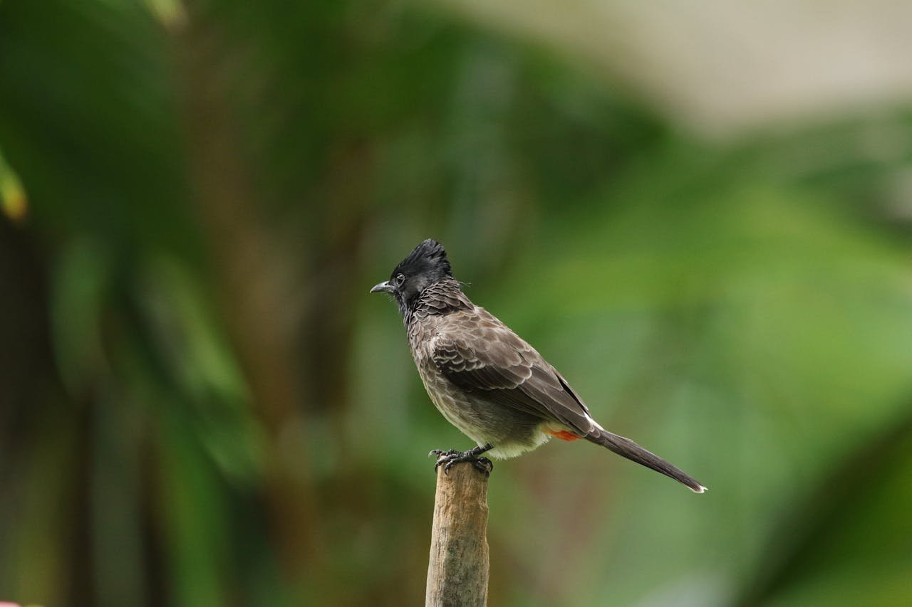Bundala Bird Watching Safari