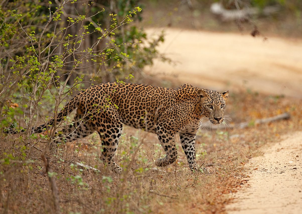 Wildlife & Nature Retreat