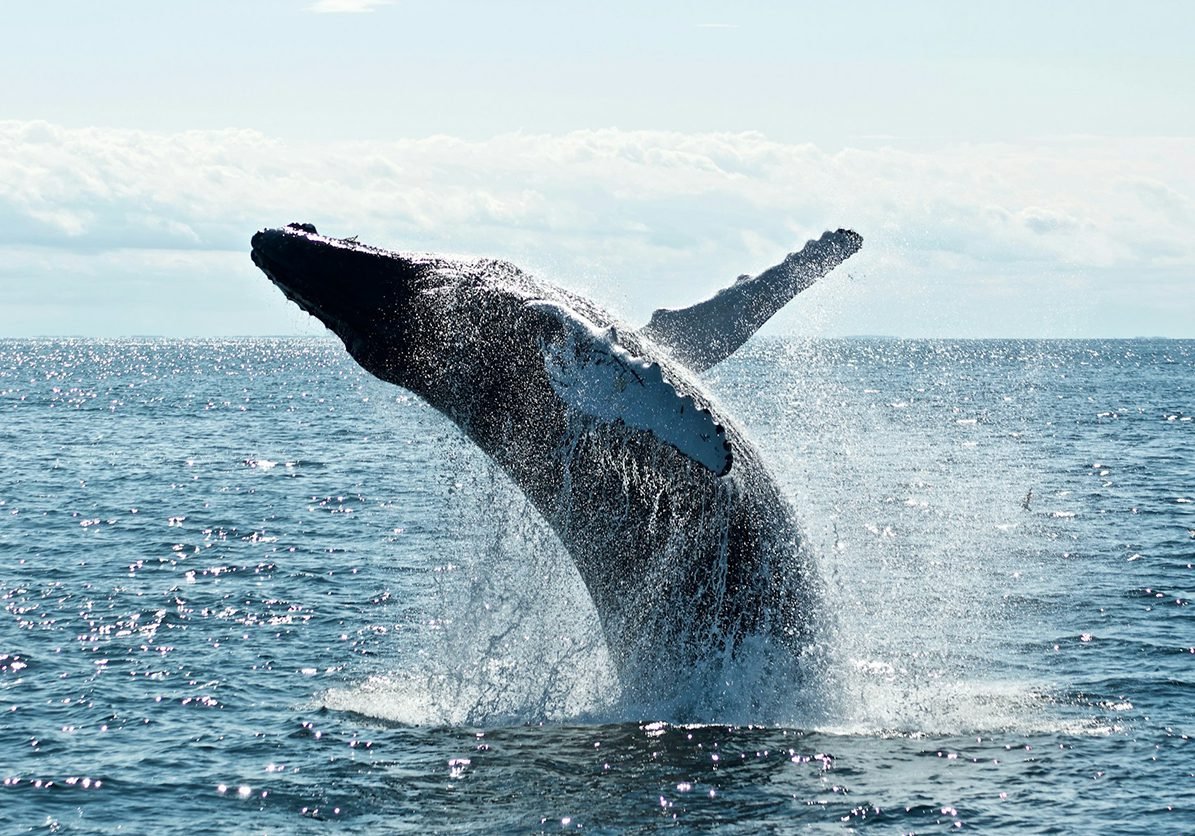 Mirissa Whale Watching Tour